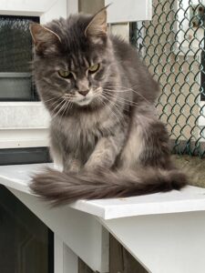 Pet Image